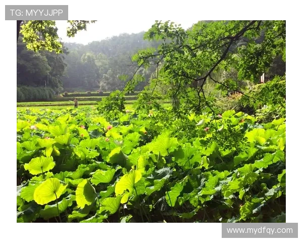 [球之夜]20240928 追寻光明.